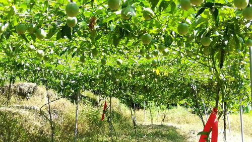 立夏来了,果树种植管理进入新阶段,绿之洲提醒你该追肥啦