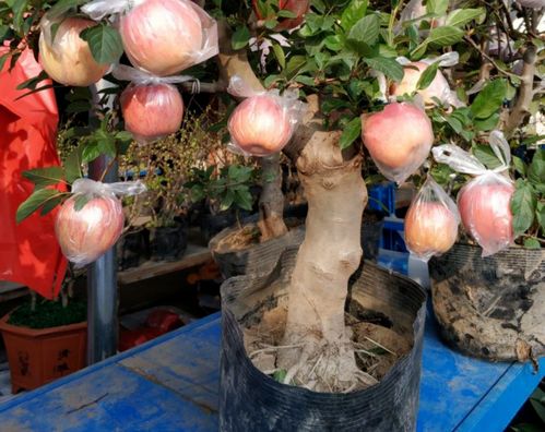 上海网友 阳台盆栽苹果树,实现苹果自由,自己种吃着香甜又安全