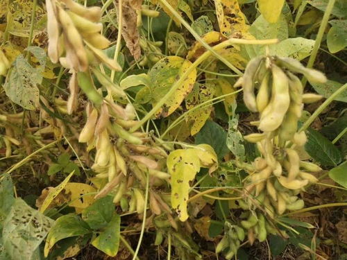大豆花生使用钼肥,增产20 以上,农民在什么时期使用好
