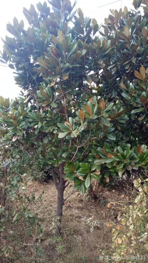 东榴金西柿银,院子里最适宜的2种水果树,寓意好观赏价值高
