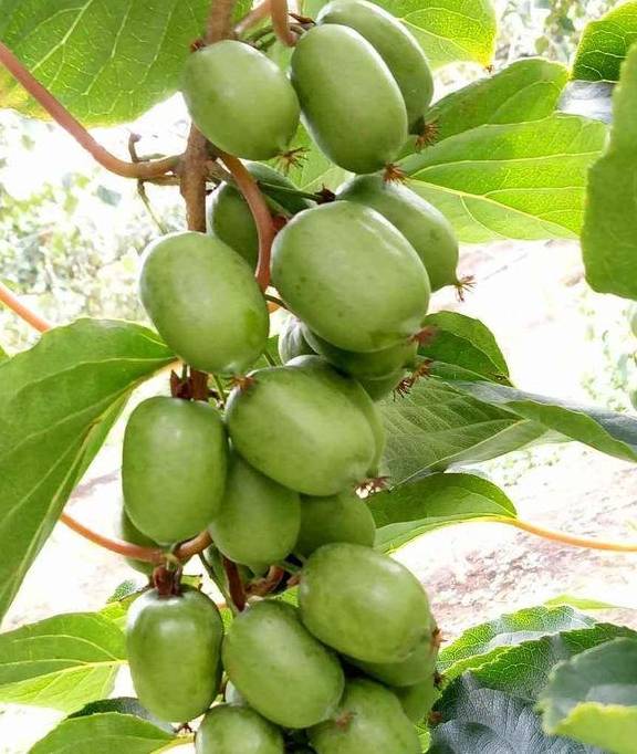 这种果树,开春后养一棵,结果比枣甜,生活更加宜人 种植 果实 植物